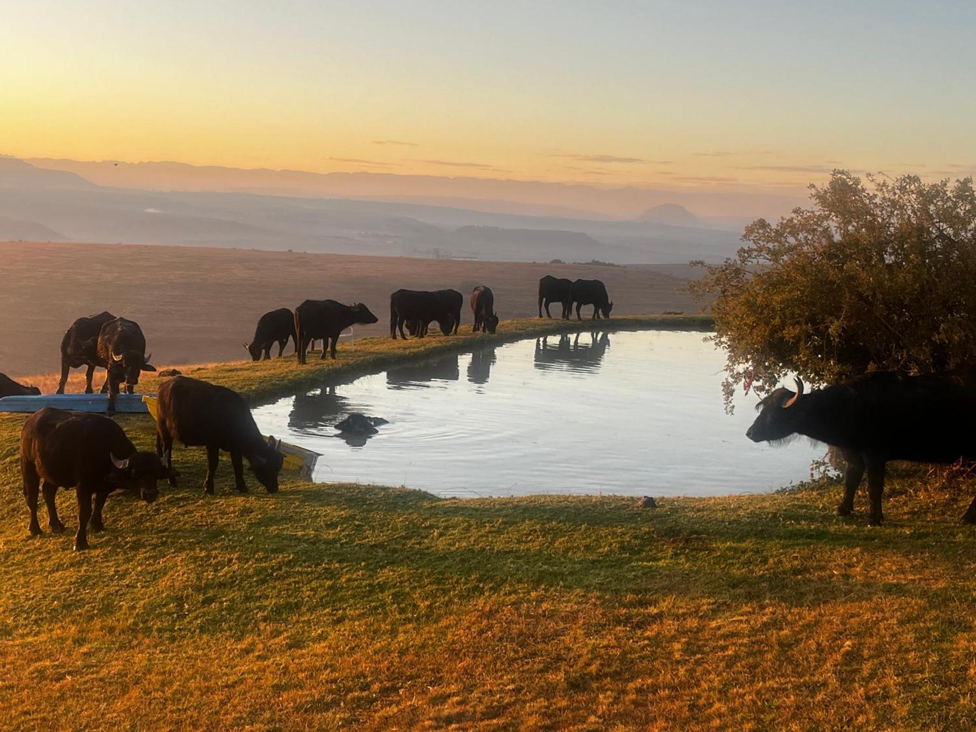 Uitzicht Private Nature Reserve And Lodge 푸리즈버그 외부 사진